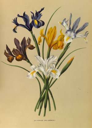Iris Xiphium by Arentina Hendrica Arendsen Oil Painting