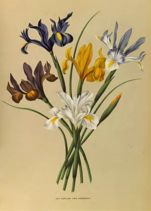 Iris Xiphium by Arentina Hendrica Arendsen Oil Painting