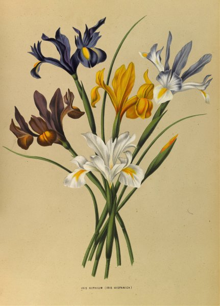 Iris Xiphium  by Arentina Hendrica Arendsen - Hand-Painted Oil Painting Reproduction