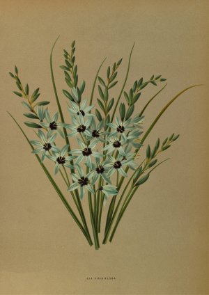 Ixia Viridiflora by Arentina Hendrica Arendsen Oil Painting
