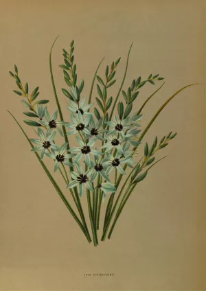Ixia Viridiflora by Arentina Hendrica Arendsen Oil Painting