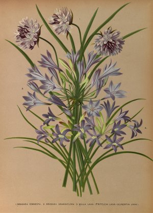 L.Brodiea Congesta . 2.Brodiea Grandlflora . 3 . Milla Laxa by Arentina Hendrica Arendsen Oil Painting
