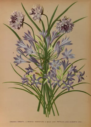 L.Brodiea Congesta . 2.Brodiea Grandlflora . 3 . Milla Laxa by Arentina Hendrica Arendsen Oil Painting