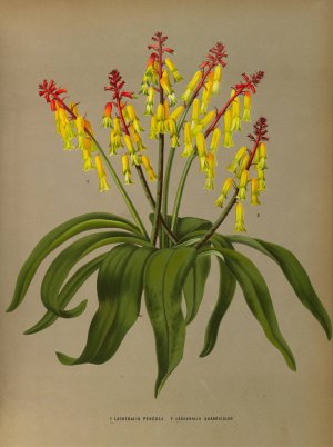 Lachenalia Pendula 2 Lachenalia Quaoricolor by Arentina Hendrica Arendsen Oil Painting