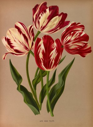 Late Rose Tulips by Arentina Hendrica Arendsen Oil Painting