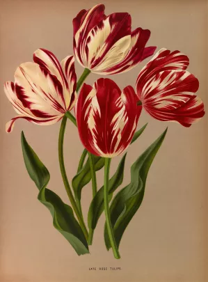 Late Rose Tulips by Arentina Hendrica Arendsen Oil Painting