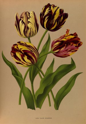 Late Tulips Bizarres by Arentina Hendrica Arendsen Oil Painting