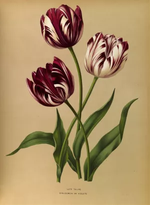 Late Tulips by Arentina Hendrica Arendsen Oil Painting