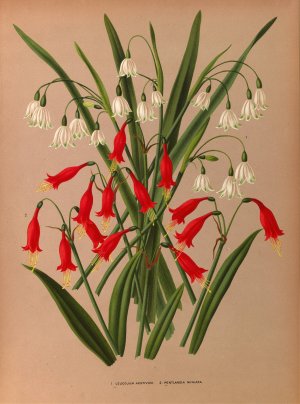 Leucojum Aestivum. 2 . Pentlandia Miniata by Arentina Hendrica Arendsen Oil Painting