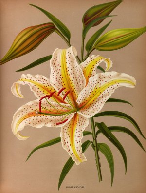 Lilium Auratum by Arentina Hendrica Arendsen Oil Painting
