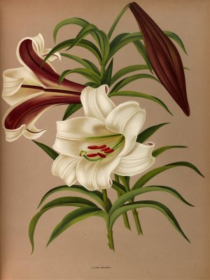 Lilium Brownii by Arentina Hendrica Arendsen Oil Painting