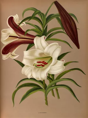 Lilium Brownii by Arentina Hendrica Arendsen Oil Painting