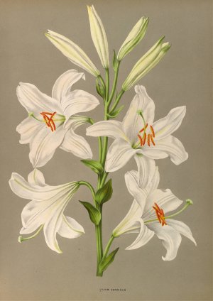 Lilium Candidum by Arentina Hendrica Arendsen Oil Painting