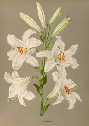Lilium Candidum by Arentina Hendrica Arendsen Oil Painting