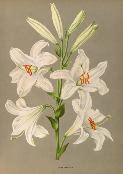 Lilium Candidum  by Arentina Hendrica Arendsen - Hand-Painted Oil Painting Reproduction