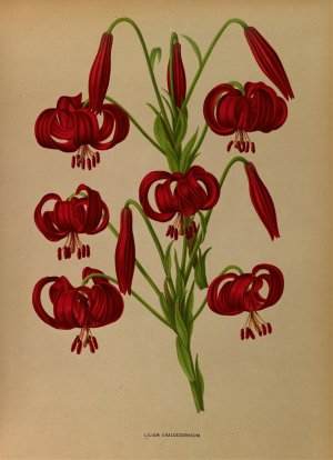 Lilium Chalcedonicum by Arentina Hendrica Arendsen Oil Painting