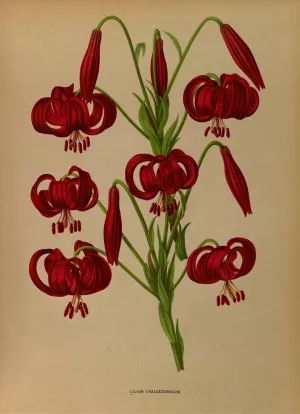 Lilium Chalcedonicum by Arentina Hendrica Arendsen Oil Painting