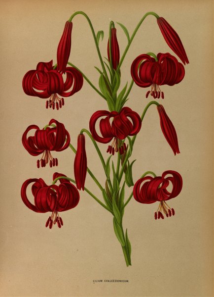 Lilium Chalcedonicum  by Arentina Hendrica Arendsen - Hand-Painted Oil Painting Reproduction