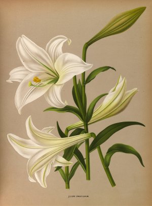 Lilium Longiflurum by Arentina Hendrica Arendsen Oil Painting
