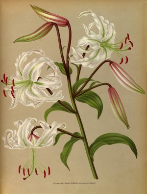 Lilium Speciosum Album by Arentina Hendrica Arendsen Oil Painting