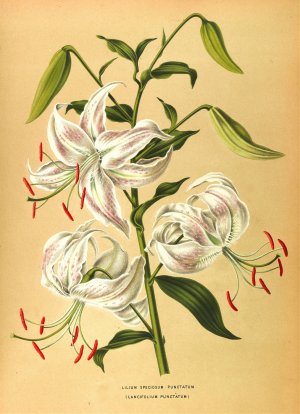 Lilium Speciosum Punctatum by Arentina Hendrica Arendsen Oil Painting
