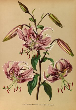 Lilium Speciosum Rubrum by Arentina Hendrica Arendsen Oil Painting