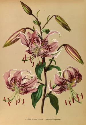 Lilium Speciosum Rubrum by Arentina Hendrica Arendsen Oil Painting