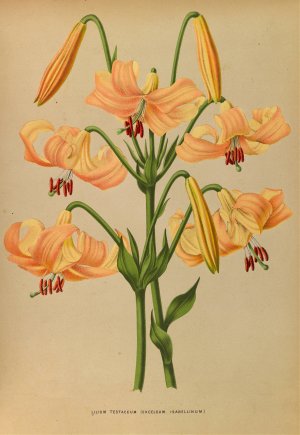 Lilium Testaceum by Arentina Hendrica Arendsen Oil Painting