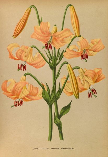 Lilium Testaceum  by Arentina Hendrica Arendsen - Hand-Painted Oil Painting Reproduction