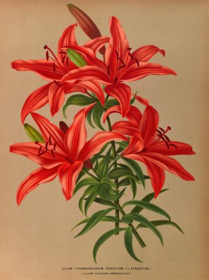 Lilium Thunbergianum Venustum by Arentina Hendrica Arendsen Oil Painting