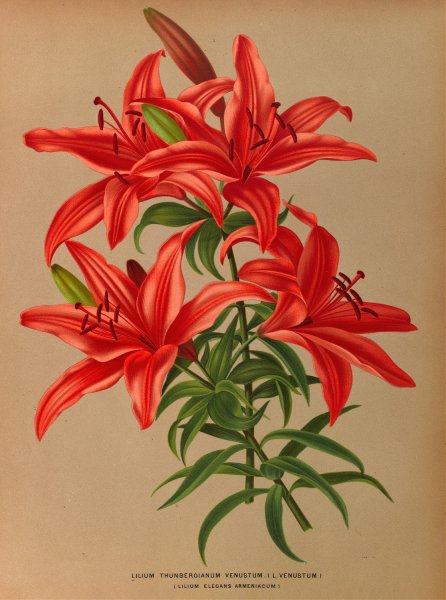 Lilium Thunbergianum Venustum  by Arentina Hendrica Arendsen - Hand-Painted Oil Painting Reproduction