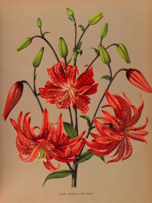 Lilium Tigrinum Flore Pleno by Arentina Hendrica Arendsen Oil Painting