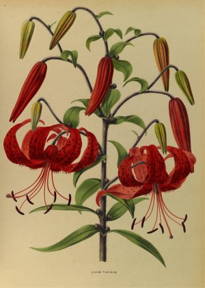 Lilium Tigrinum by Arentina Hendrica Arendsen Oil Painting