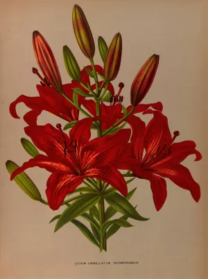 Lilium Umbellatum Incomparabile Oil painting by Arentina Hendrica Arendsen