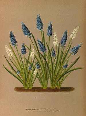 Muscari Botryoides. Muscari Botryoides Var. Alba. by Arentina Hendrica Arendsen Oil Painting