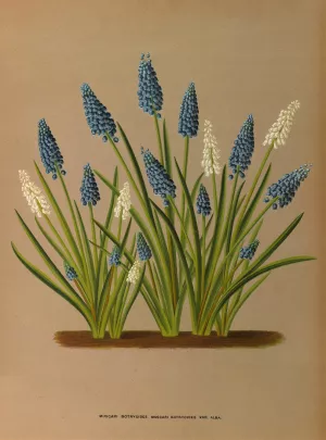 Muscari Botryoides. Muscari Botryoides Var. Alba. by Arentina Hendrica Arendsen Oil Painting