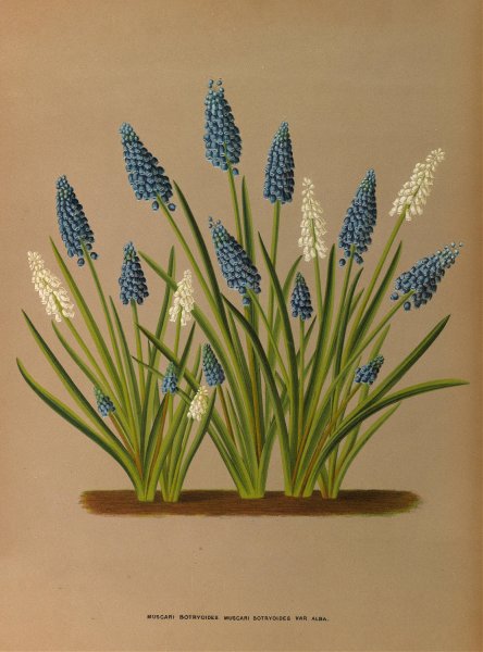 Muscari Botryoides. Muscari Botryoides Var. Alba. by Arentina Hendrica Arendsen - Hand-Painted Oil Painting Reproduction