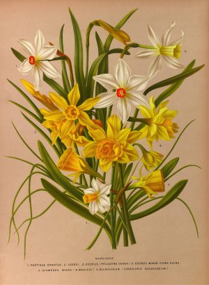 Narcissus 1 by Arentina Hendrica Arendsen Oil Painting