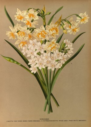 Narcissus 2 by Arentina Hendrica Arendsen Oil Painting