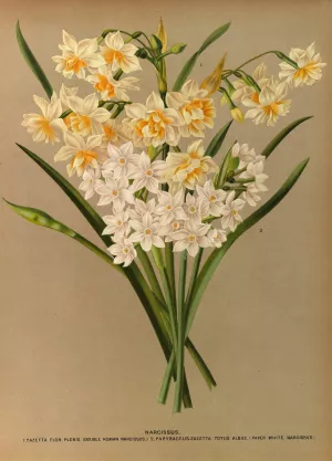 Narcissus 2 by Arentina Hendrica Arendsen Oil Painting