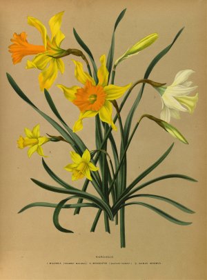 Narcissus 3 Oil painting by Arentina Hendrica Arendsen