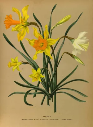 Narcissus 3 by Arentina Hendrica Arendsen Oil Painting