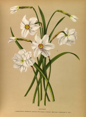 Narcissus 4 by Arentina Hendrica Arendsen Oil Painting