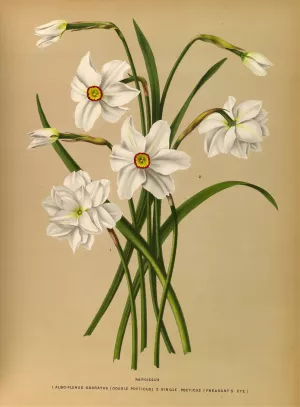 Narcissus 4 by Arentina Hendrica Arendsen Oil Painting