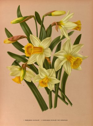 Narcissus Bicolor. 2. Narcissus Bicolor Var Horsfieldi by Arentina Hendrica Arendsen Oil Painting