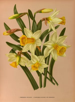 Narcissus Bicolor. 2. Narcissus Bicolor Var Horsfieldi by Arentina Hendrica Arendsen Oil Painting
