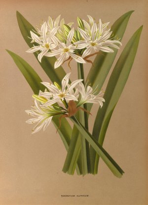 Pancratium Illyricum by Arentina Hendrica Arendsen Oil Painting