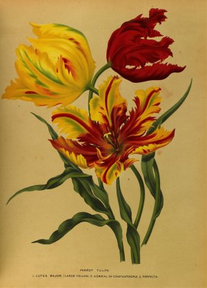 Parrot Tulips by Arentina Hendrica Arendsen Oil Painting