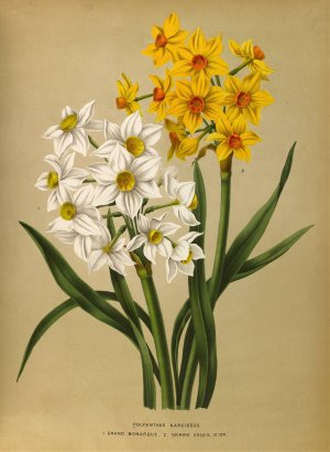 Polyanthus Narcissus 1.Grand Monarque. 2. Grand Soleil Dor by Arentina Hendrica Arendsen Oil Painting