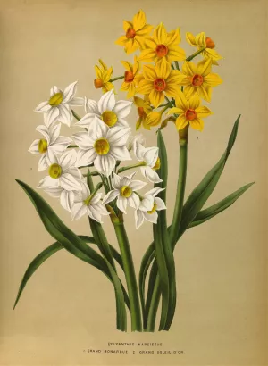 Polyanthus Narcissus 1.Grand Monarque. 2. Grand Soleil Dor Oil painting by Arentina Hendrica Arendsen